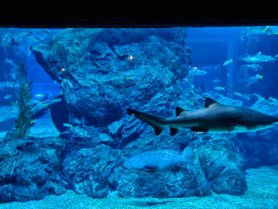 Sea Life Bangkok Tickets Review